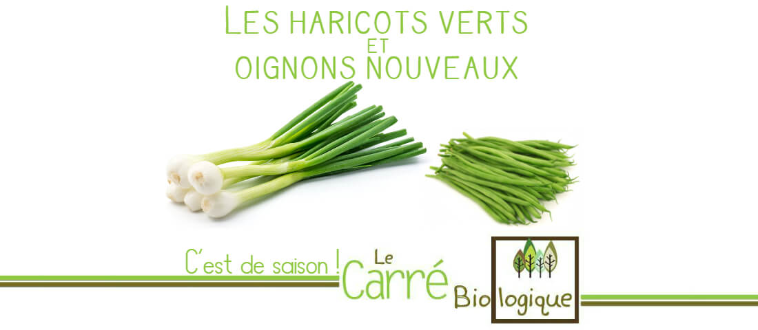 janze-magasin-bio-haricot-de-saison-001